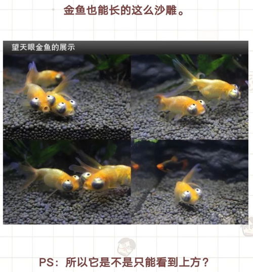  每日沙雕我给狗随便拍了几张照片,但看起来像一个壮汉