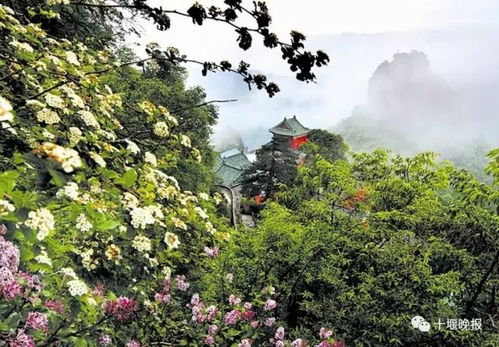  刚刚,武当山重磅发布