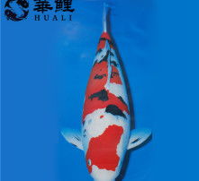  黄页88高清图片
