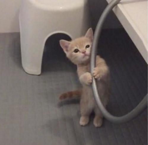  猫咪为了不洗澡,使出了杀手锏卖萌