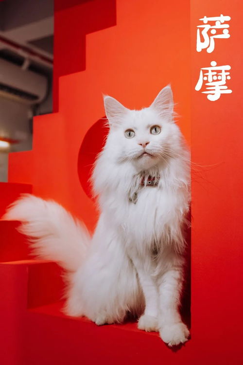  体育西这店,100只绿茶喵争上位会握手会撒娇