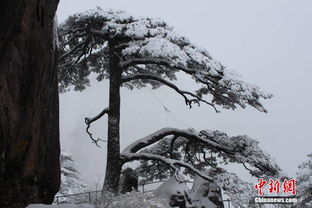  高清安徽遭遇寒潮降雪黄山雪景醉游人