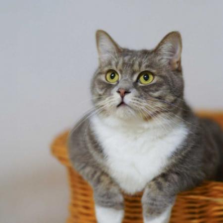  猫控头像,猫咪高清头像图片