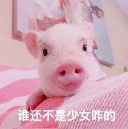 可爱猪猪头像合集播放器