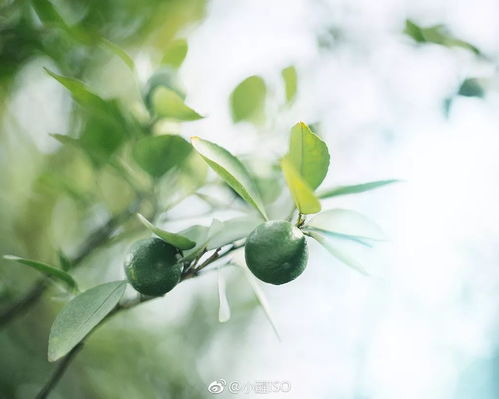  分享会治愈力满分小醒iso教你简单干净的日系照怎么拍