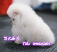  黄页88高清图片