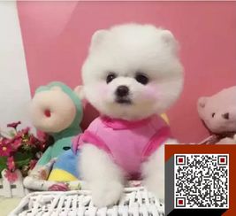  小型犬博美价格纯种球体白色黄色博美公母均有