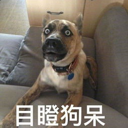  最搞笑一般情况下有人给我发传单我都会接着