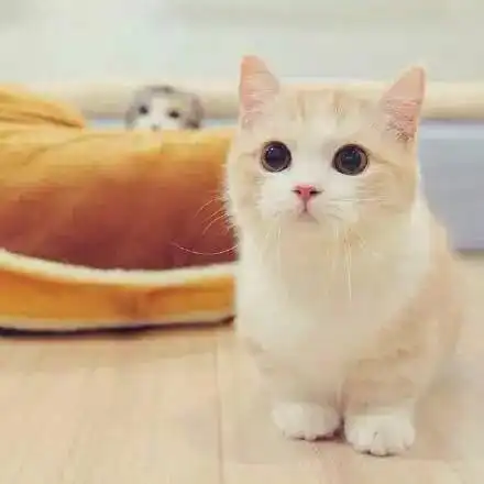  猫界的柯基短腿猫,萌翻了