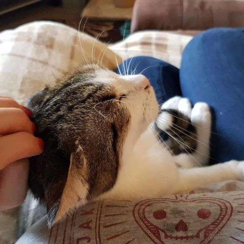  猫咪带兄弟姐妹上酒店找人,等了3年,铲屎官终于来接它了