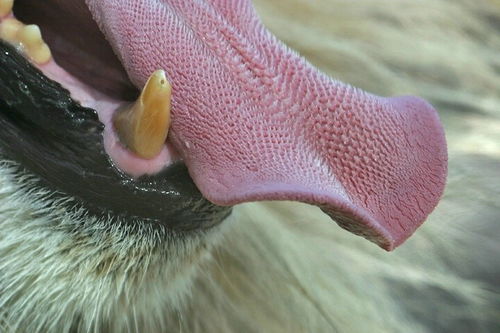  猫科动物舌头上的倒刺有多厉害被老虎舔一下会掉层皮吗
