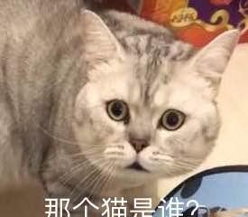  主人好心给猫哥哥带回来只猫妹妹,结果换来这样的反映,笑喷了