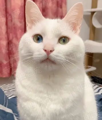  一个吸引数十万人围观的话题猫咪真的可以预知死亡吗