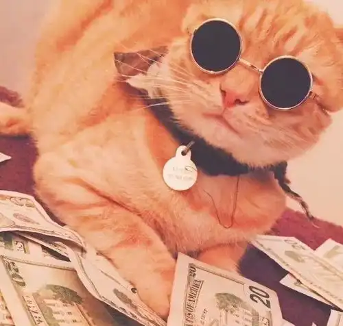  听说转走这个只猫,十一月要啥有啥