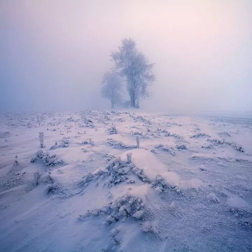  怎么拍好雪景照片看这一篇就够了