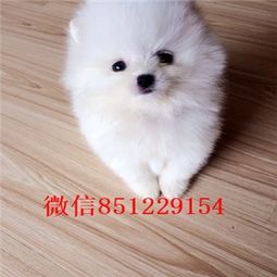  郑州哪里卖博美博美多少钱博美图片黄博美价格