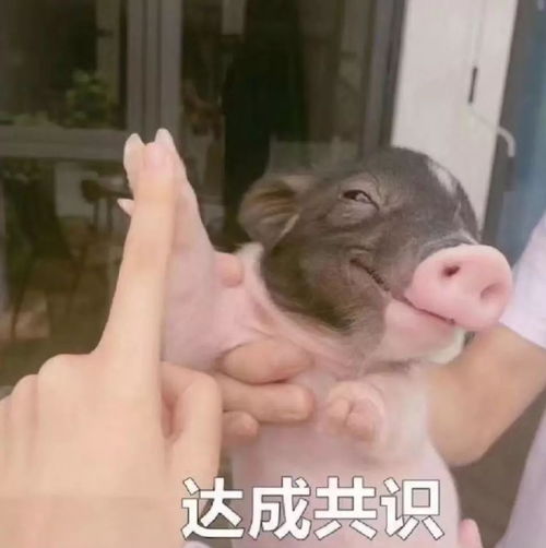 黑白猪头像异种移植
