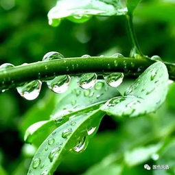 六月飞雨