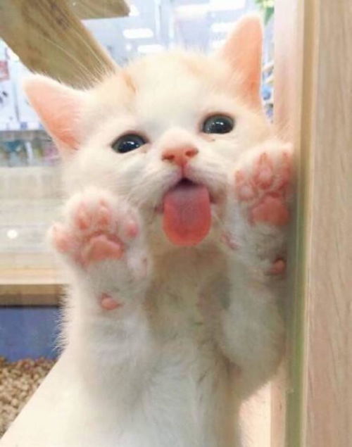 孤独黑暗的猫头像独立衣