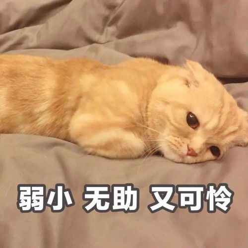  盘点那些沙雕让人笑喷的猫咪名字,叫猪狗的过分了啊