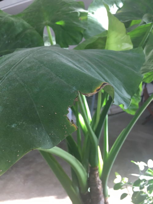  琴叶榕一大堆谁能救救我这些绿植