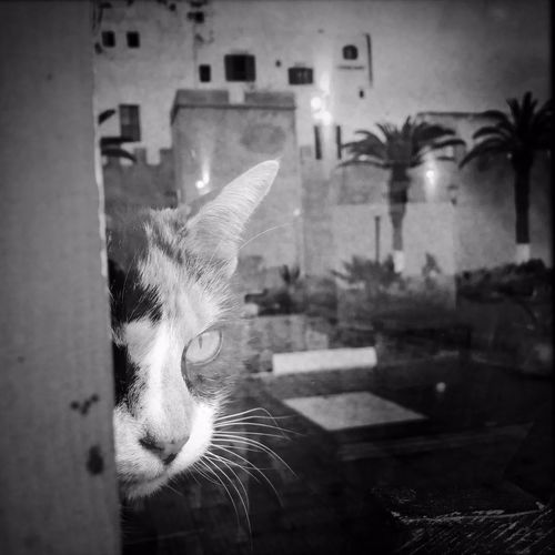 街头流浪猫,城市的孤独隐者