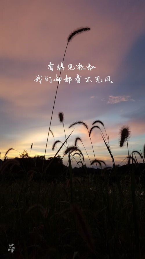  手机壁纸清新意境日落文字句子原创堆糖,美好生活研究所