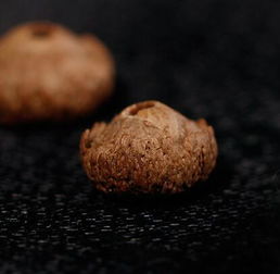  莲花菩提矮桩图片