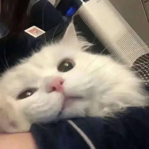  毛孩子的可爱头像谁会不喜欢毛孩子呢