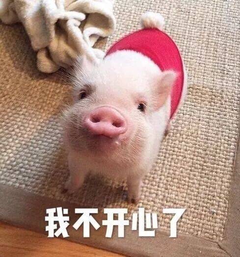  快说,谁才是你的小可爱