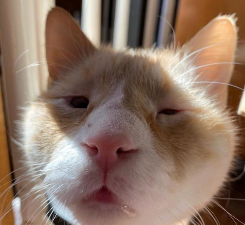  猫咪因过度繁殖天生小眼,主人却不肯放弃它,还收养了它兄弟