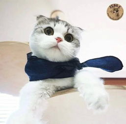 猫咪治愈系头像拟人头像