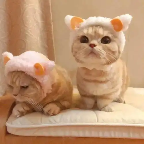  背景图给大家科普一个减肥知识避免每天去想自己有多重,长时间这样你就会变轻,因为避重就轻堂叔