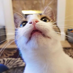  猫咪带兄弟姐妹上酒店找人,等了3年,铲屎官终于来接他了