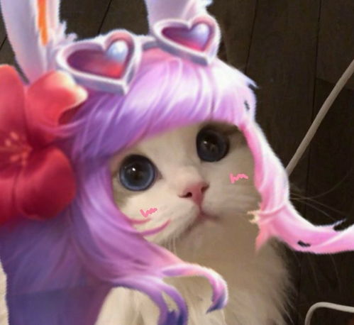  王者荣耀猫咪公孙离头像大全王者荣耀猫咪公孙离头像汇总星芒手游网