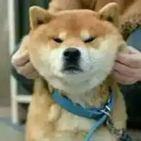  柴犬头像高清逗比头像微信头像图片大全