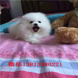  南京俊介多少钱俊介图片白色俊介价格多少钱博美和俊介