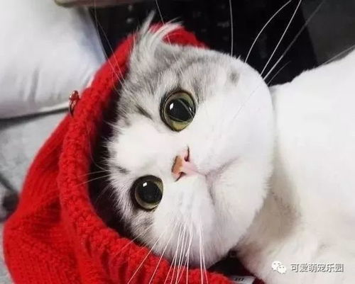  喵星人的战斗,谁才是最后的赢家呢