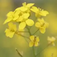  唯美好看油菜花微信头像微信头像图片大全