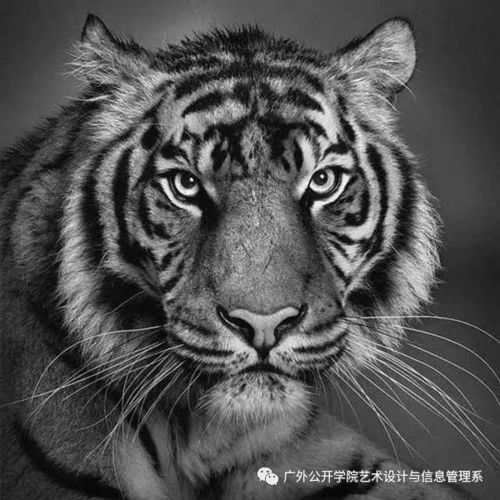 写实素描头像图片派罗朗