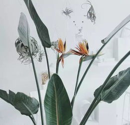  不要眼中只有名牌包,玩这些绿植的姑娘很时尚