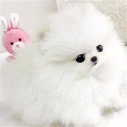  图出售纯种博美幼犬,血统纯正,保健康,养殖场繁殖西安宠物狗