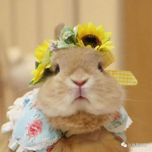  来自十一区的萌兔sora,衣服帽子配饰比你我的都多