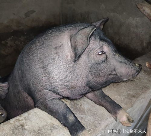  八戒究竟是黑毛猪还是白毛猪光明文化周末漫谈八戒形象之变