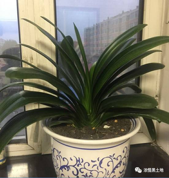  黄丽萍解读花语