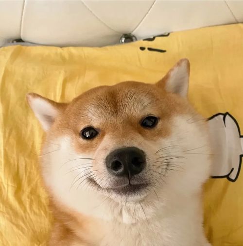  柴犬的笑容简直不要太治愈,感觉整个人都开心了