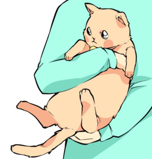 论猫猫的14种尾巴