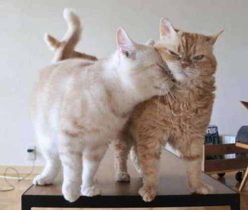  猫咪讨厌的事情有哪些猫主子一定要知道