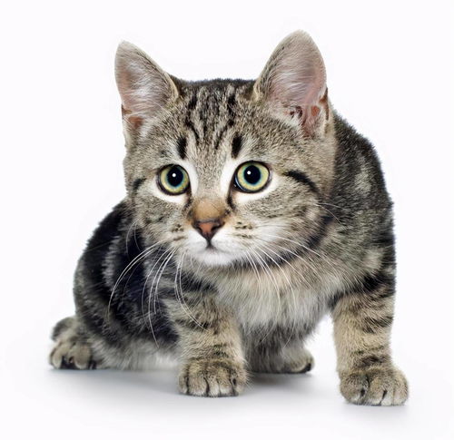  如果你想让猫咪长寿,平时需要让它避开6件事