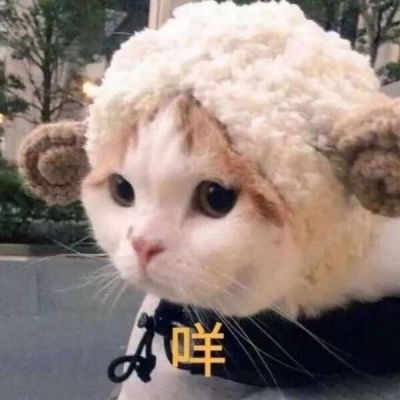  可爱猫猫